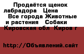 Продаётся щенок лабрадора › Цена ­ 30 000 - Все города Животные и растения » Собаки   . Кировская обл.,Киров г.